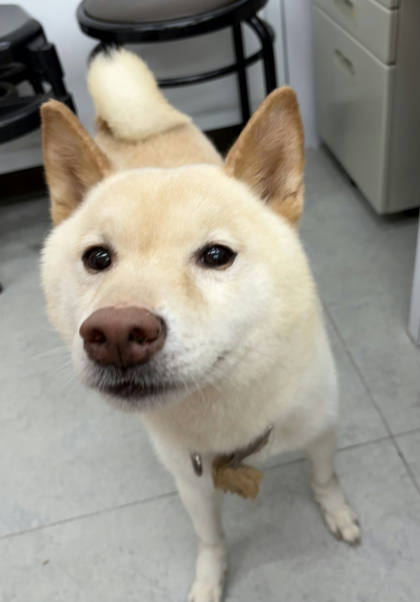 基隆市待認養狗｜柴犬｜白色｜公