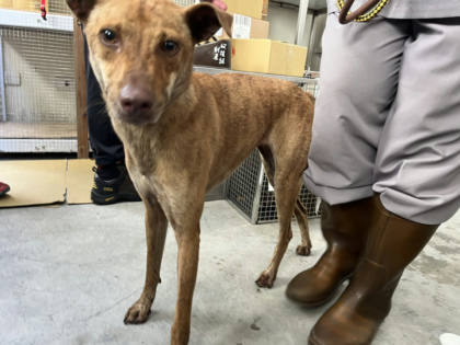 台北市待認養狗｜混種犬｜虎斑色｜母