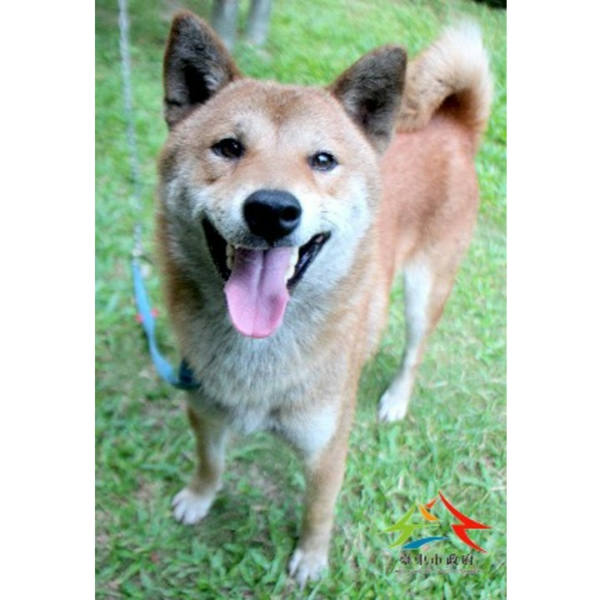 台中市待認養狗 柴犬