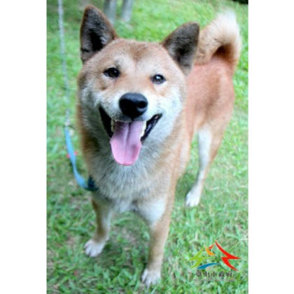 台中市待認養狗｜柴犬｜黃色｜公