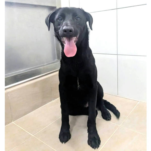 新竹縣待認養狗 混種犬