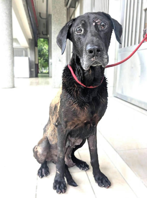 新竹縣待認養狗 混種犬