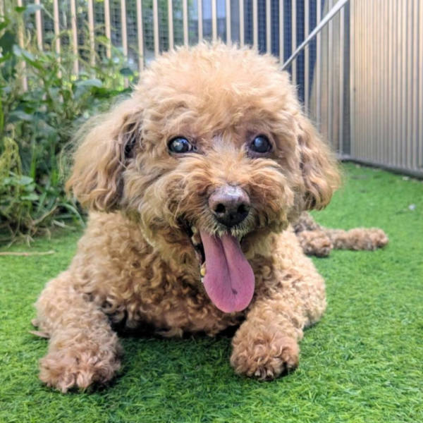 新竹縣待認養狗 貴賓犬