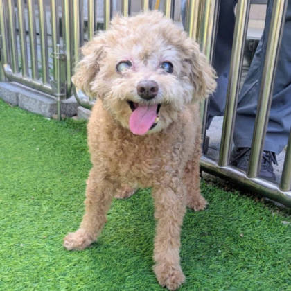 新竹縣待認養狗｜貴賓犬｜棕色｜公