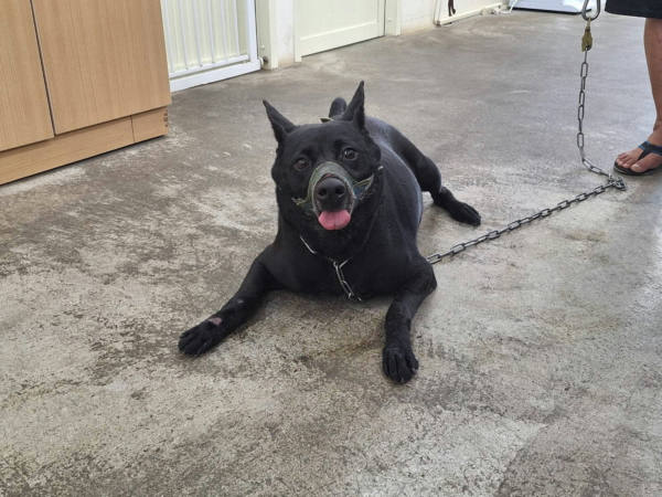 台北市待認養狗 混種犬