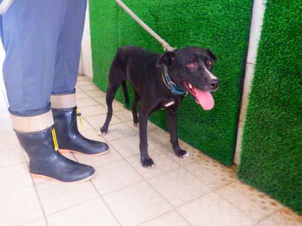 南投縣待認養狗 混種犬