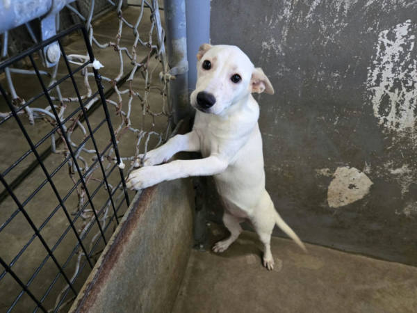 新竹市待認養狗 混種犬