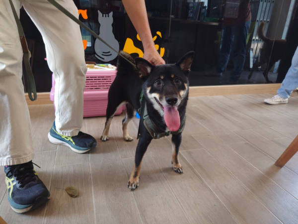 新北市待認養狗 柴犬