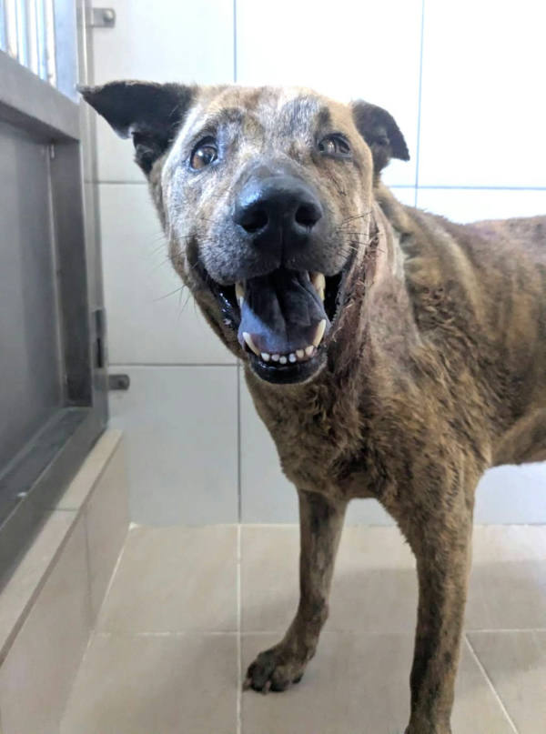新竹縣待認養狗 混種犬