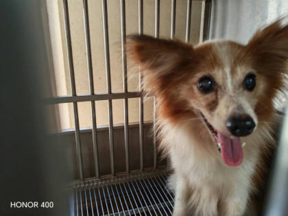 桃園市待認養狗｜混種犬｜黃白色｜公
