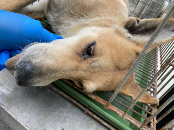 台南市待認養狗 混種犬