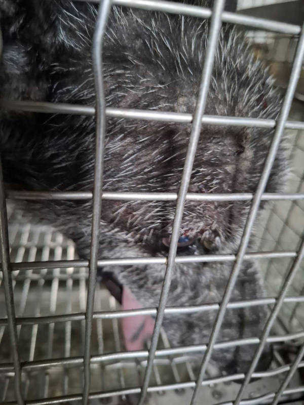 台南市待認養狗 混種犬