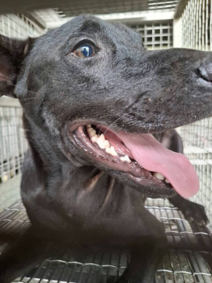 台南市待認養狗｜混種犬｜黑色｜公