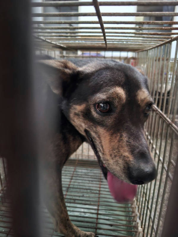 台南市待認養狗 混種犬