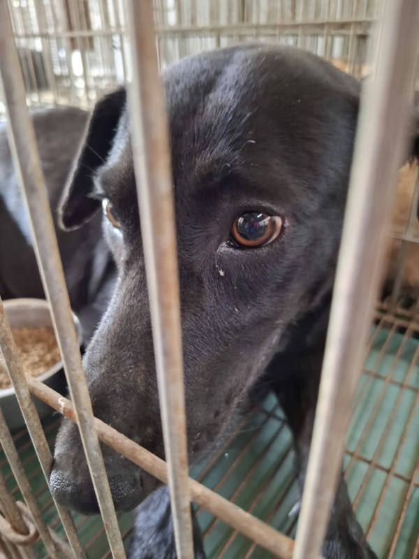 台南市待認養狗 混種犬