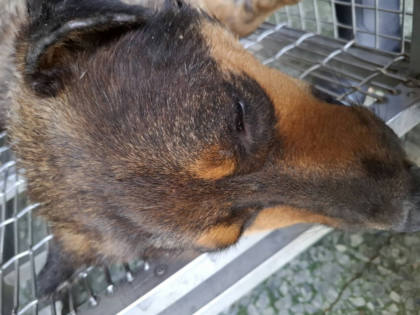 台南市待認養狗｜混種犬｜黃虎斑色｜母
