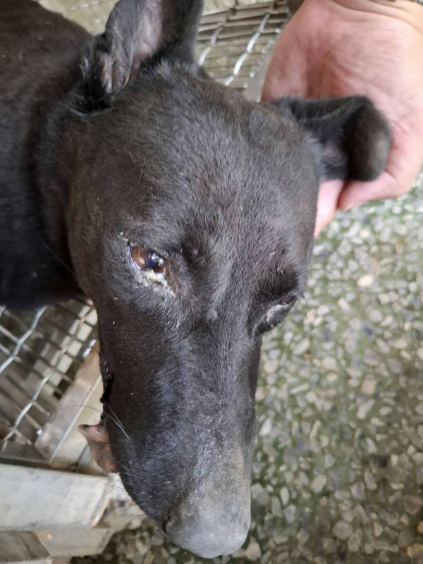 台南市待認養狗 混種犬
