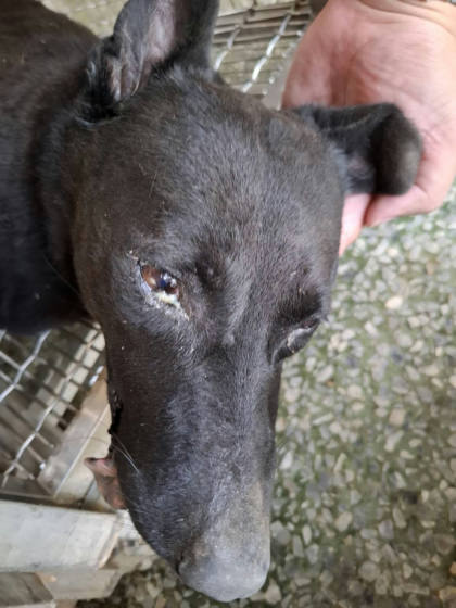 台南市待認養狗｜混種犬｜黑色｜母