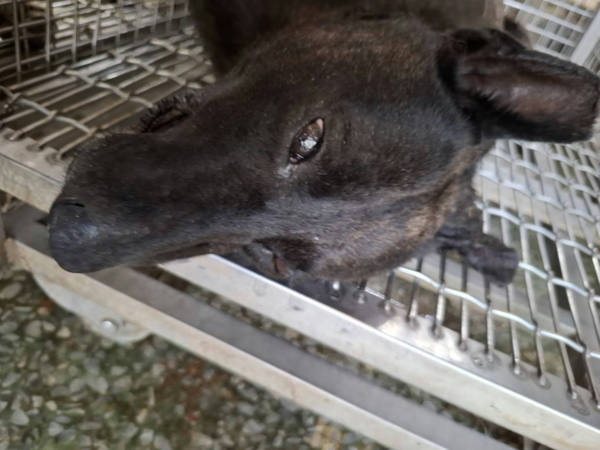 台南市待認養狗 混種犬