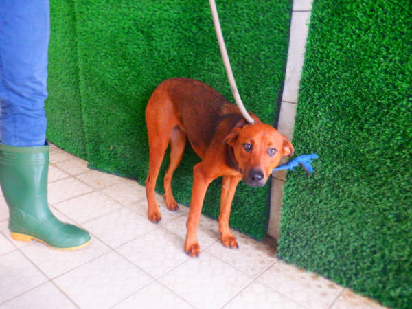 南投縣待認養狗 混種犬