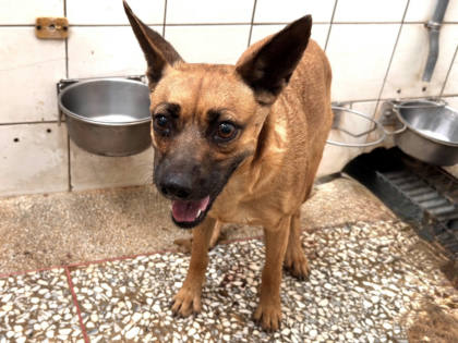 高雄市待認養狗｜混種犬｜黃色｜母