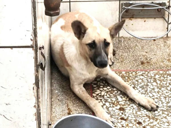 高雄市待認養狗 混種犬