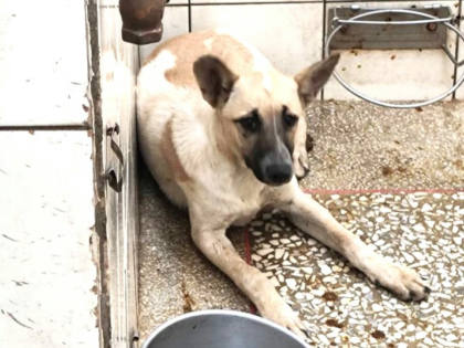 高雄市待認養狗｜混種犬｜黃色｜母