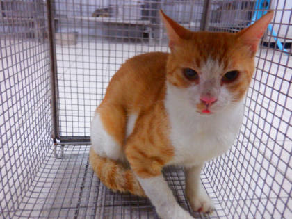 南投縣待認養貓｜混種貓｜黃白色｜公
