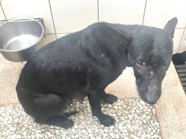 高雄市待認養狗 混種犬
