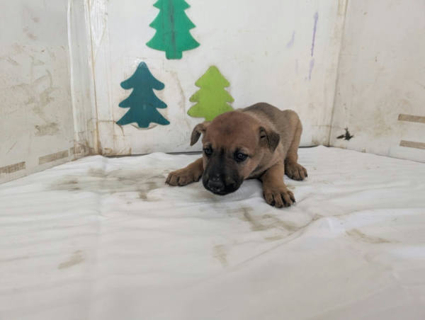 高雄市待認養狗 混種犬