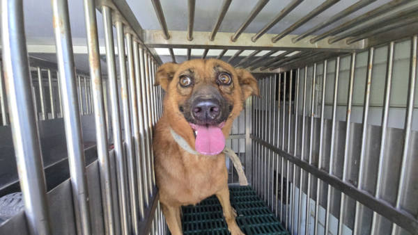 新竹市待認養狗 混種犬