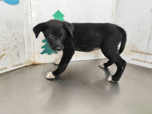 高雄市待認養狗 混種犬