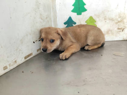 高雄市待認養狗｜混種犬｜黃色｜公
