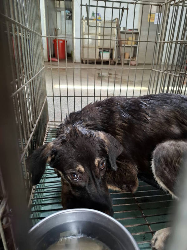 台南市待認養狗 混種犬