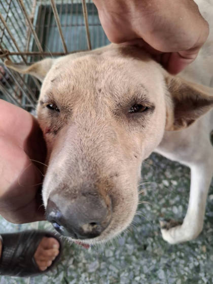 台南市待認養狗｜混種犬｜白色｜公