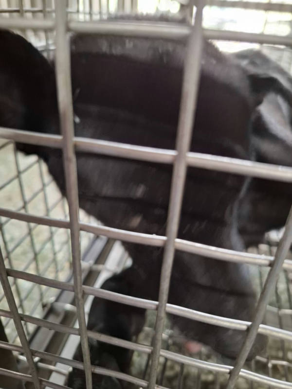 台南市待認養狗 混種犬