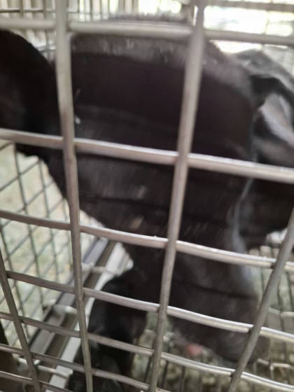 台南市待認養狗｜混種犬｜黑色｜公