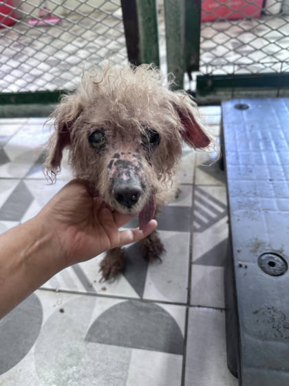 苗栗縣待認養狗｜貴賓犬｜咖啡色｜公