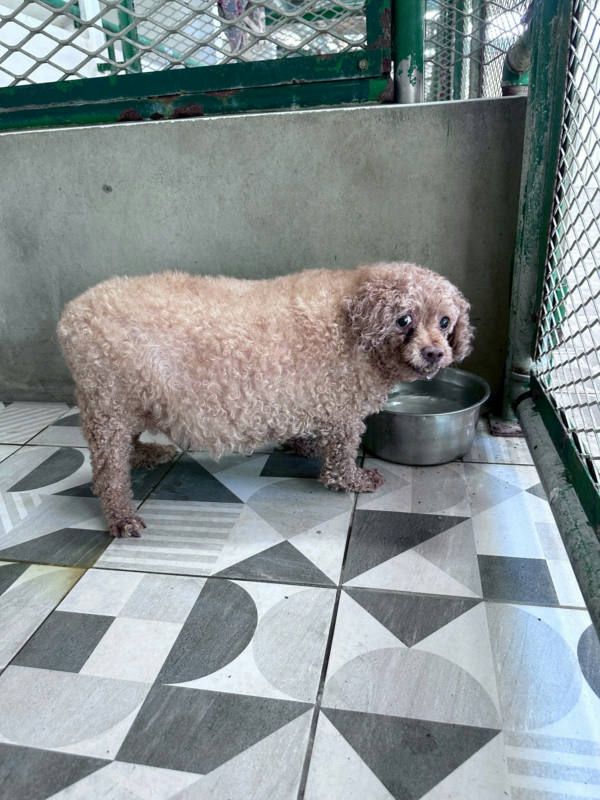 苗栗縣待認養狗 貴賓犬