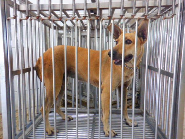 南投縣待認養狗 混種犬