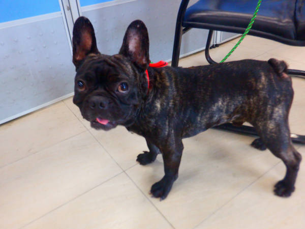 南投縣待認養狗 法國鬥牛犬