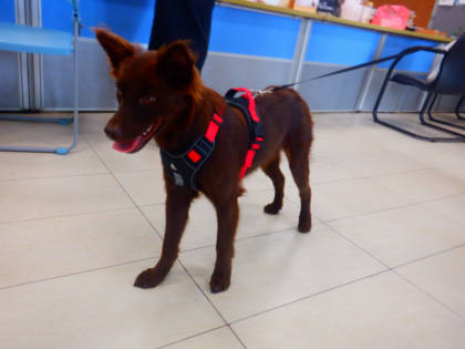 南投縣待認養狗｜混種犬｜咖啡色｜母