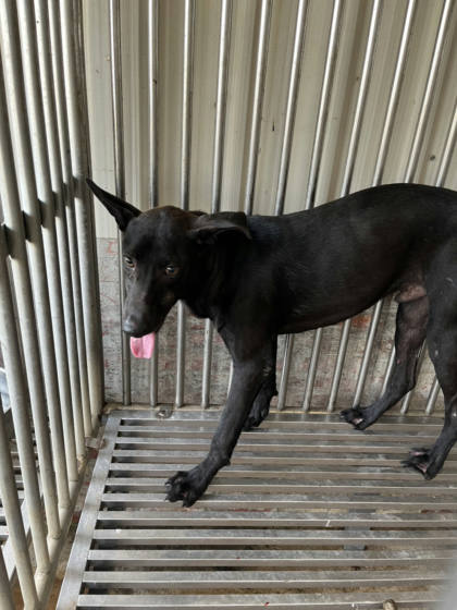 彰化縣待認養狗｜混種犬｜黑色｜公