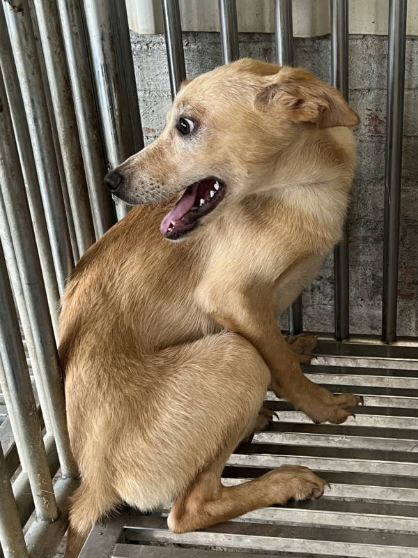 彰化縣待認養狗 混種犬