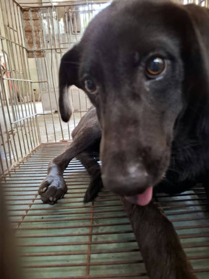 台南市待認養狗｜混種犬｜黑色｜母