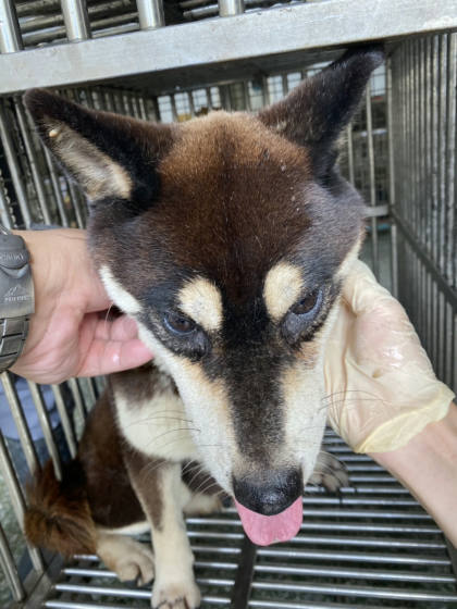 台南市待認養狗｜柴犬｜黑白色｜母