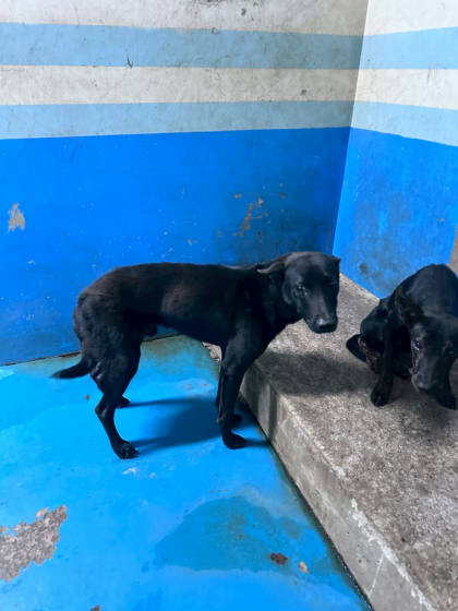 苗栗縣待認養狗｜混種犬｜黑色｜母