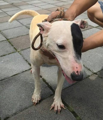 台中市待認養狗｜混種犬｜黑白色｜母