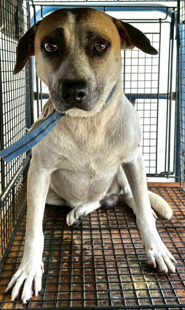 花蓮縣待認養狗 混種犬