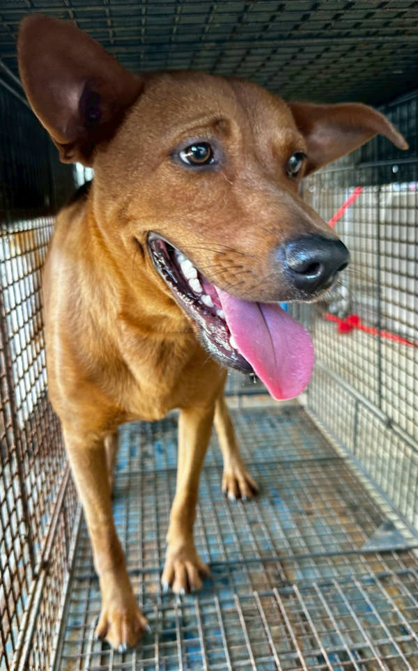 花蓮縣待認養狗 混種犬